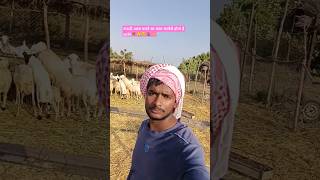 सऊदी में मेरे जायेसा मजरा मिलना मुश्किल है|🌴😲😢🐐🐪🙏#saudiarab #majra #arbic