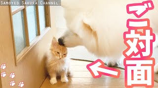 サモエドさくらが子猫と仲良くなるまでの記録