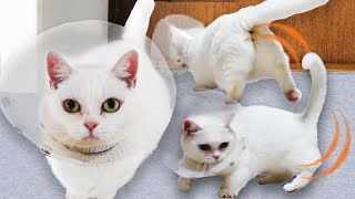 エリカラがあっても動きが良い短足白猫！ A short-legged white cat that moves better than usual!