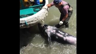 Dolphin Would Do Anything To Escape These Hunters