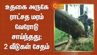 உதகை அருகே ராட்சத மரம் வேரோடு சாய்ந்தது; 2 வீடுகள் சேதம்  | Ooty rain  | Sun news