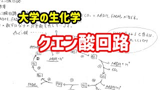 クエン酸回路について、わかりやすく解説！【大学の生化学】