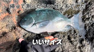 地磯　グレ釣り　メジナ