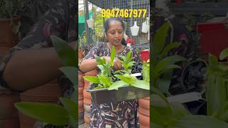 ₹80 Orchid For Sale || Anju‘sgarden || R-Perunad || Pathanamthitta