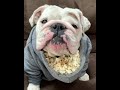 Eggnog The Bulldog invents a new way to eat popcorn