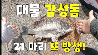 요코하마 방파제3짜 4짜 5짜 감성돔 폭풍입질