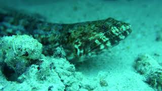 lizard fish - Synodontidae