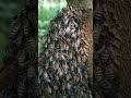 kombu thein கொம்பு தேன் honey comb apis flora