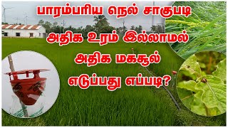 உரம் அதிகம் தேவையில்லை அதிக மகசூல் எடுக்கலாம் | பாரம்பரிய நெல் சாகுபடி| Less Fertilizer - More yield