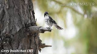 GREY BUSHCHAT \u0026 PIED BUSHCHAT