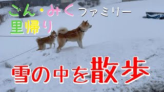 ごん・みくファミリー里帰り　雪の中の お散歩♡　秋田犬【ごん・みく チャンネル】