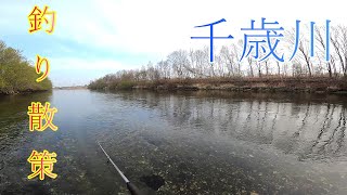 【千歳川】春の千歳川でのんびり釣り散策してきました！