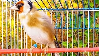 Καρδερίνα εκτροφής (Goldfinch carduelis)#amazing #birds #europeangoldfinch ,My Lovely Farm....