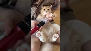 猫のお手入れ動画（予告）