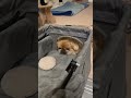 【あざとい犬】むしゃあじゃといよ〜…🥹 ペキニーズ 犬 dog pekingese shortvideo 犬のいる生活 かわいい 癒し