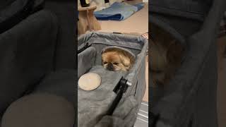 【あざとい犬】むしゃあじゃといよ〜…🥹#ペキニーズ #犬 #dog#pekingese #shortvideo #犬のいる生活 #かわいい #癒し