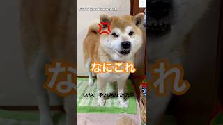 自分の毛に怒る柴犬😂　#柴犬　#犬　#おもしろ #犬のいる暮らし #かわいい犬