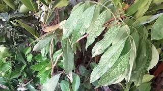 কম দামে ফল গাছের চারা কিনুন//Buy Cheapest price Fruits Tree in Bangladesh