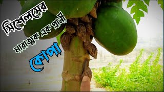 সিশেলসের আজব এক জিনিস | ফ্রামের মানুষ অতিষ্ঠ | কোপা | শামুক | সিশেলস #seychelles