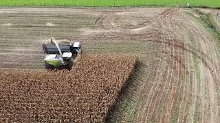 Maize Harvest with Finch Contracting