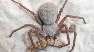 ￼@Dangerouswildarachnids a six eyed sand spider with an horrendous venomous bite to a Mealworm ￼