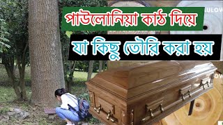 মূল্যবান পাউলোনিয়া গাছের কাঠ দিয়ে যা তৌরি হয় | Made from the wood of the precious Paulownia tree