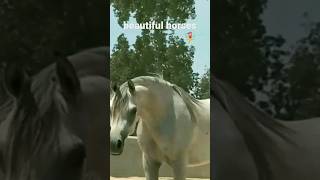 horse shorts video 362🎠🎠🎠#shorts #short #shortvideo #youtubeshorts #horse #viralvideo