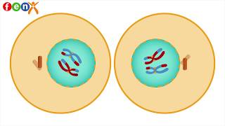 7. Sınıf Fen Bilimleri, Mayoz Bölünme Animasyonu (Kısa Versiyon)
