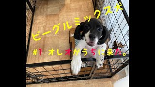 #1 ビーグルミックスの仔犬　オレオがうちにやってきた。