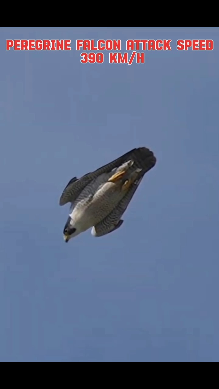 Bald Eagle Vs Peregrine Falcon #trending #viral #animals # ...