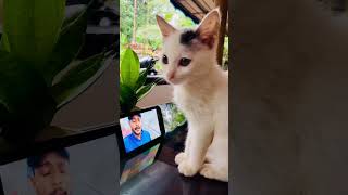 Amazing cat video of  kunjappi ❤️|Tom \u0026 jerry #shorts