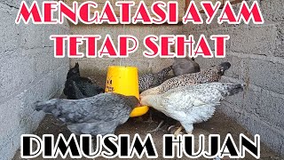 Cara Mengatasi Ayam Tetap Sehat Dikala Musim Hujan🌧️🐔