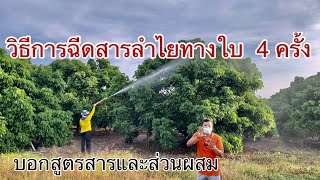 สูตรสารลำไย และวิธีฉีดสารลำไยทางใบ