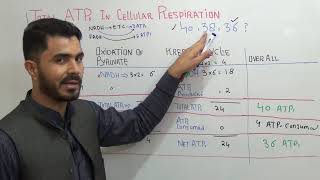 How Many ATPs Exactly are in Cellular respiration  40, 38 OR 36  Full explanation IN Urdu Hindi