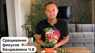 Сращивание фикусов Бенджамина Ч.2