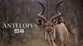 Antelopes | Identify the Antelopes | 4K Animal Video