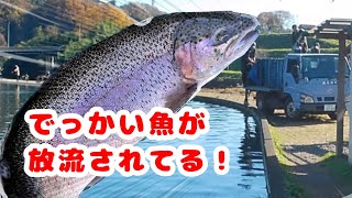 大型ニジマス放流に遭遇した釣り人の末路【エリアトラウト】【管釣り】