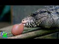 Bruno vence o medo e alimenta um lagarto | O zoo da zu | Discovery Kids