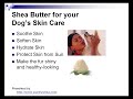 shea butter and your dog video