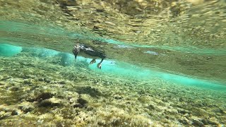 🌊🦆 Cormoran (Corb Mari en Mallorca)  // 60fps slow motion