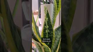 பூக்கும் பாம்பு செடி #sansevieria #dracaena #பூக்கள்