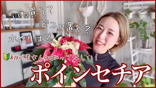 【初心者】ポインセチアについて喋る回❁DIYもちょこっとする　#ポインセチア　#冬支度　#クリスマス