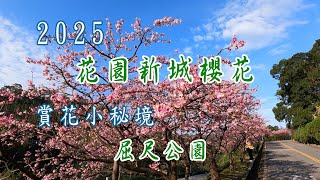 2025花園新城櫻花滿開中，春節走春賞花的人別錯過。