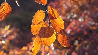 Red Leaves in Pofeng ridge Fangshan Beijing 北京房山坡峰岭看红叶