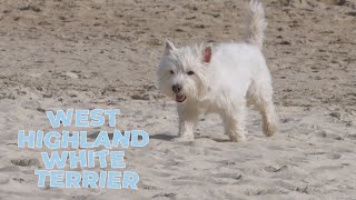 West Highland White Terrier Dog Breed Information