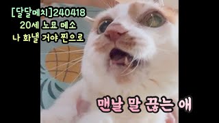 [달달메치]20세 노묘 메소_별 거 아닌걸루 맨날 화내는 애 #cat #고양이