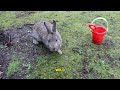 this popular vancouver beach has hundreds of rabbits hopping around it