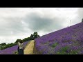 lavender field furano hokkaido japan 2017