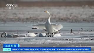 [正点财经]内蒙古：大量候鸟抵达包头黄河国家湿地公园|CCTV财经