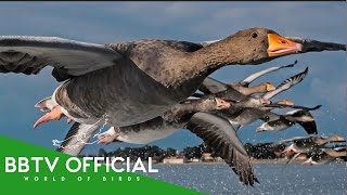 The Secret Routes of Migratory birds ( 12,000+ Km Non-stop Flight ) | Documentary | BBTV Official